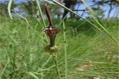 Ceropegia pullaiahii